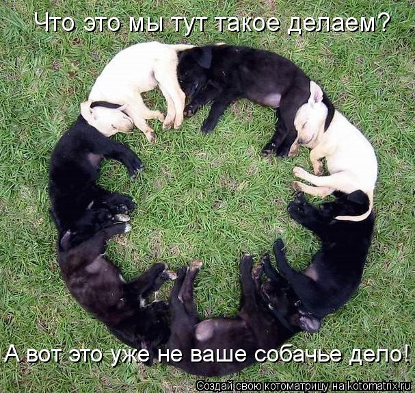 Что это мы тут такое делаем? А вот это уже не ваше собачье дело!... Котоматрица: Что это мы тут такое делаем? А вот это уже не ваше собачье дело!