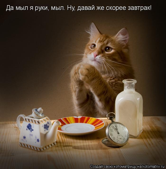 Да мыл я руки, мыл. Ну, давай же скорее завтрак!... Котоматрица: Да мыл я руки, мыл. Ну, давай же скорее завтрак!