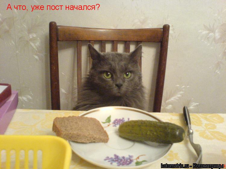 А что, уже пост начался?... Котоматрица: А что, уже пост начался?