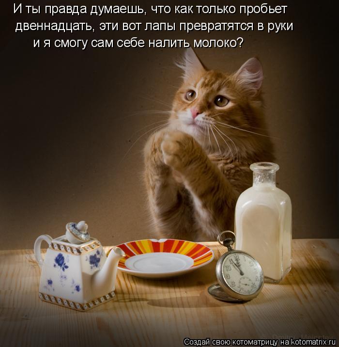 И ты правда думаешь, что как только пробьет двеннадцать, эти вот лапы превратятся в руки и я смогу ... Котоматрица: И ты правда думаешь, что как только пробьет двеннадцать, эти вот лапы превратятся в руки и я смогу сам себе налить молоко?