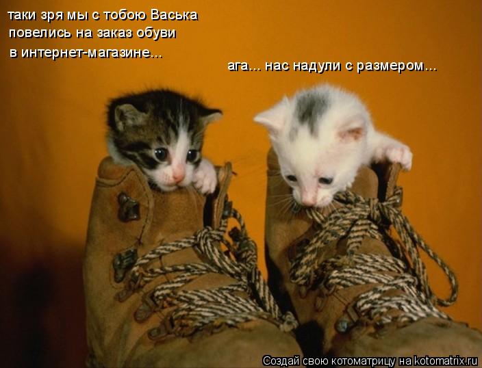 таки зря мы с тобою Васька повелись на заказ обуви в интернет-магазине... ага... нас надули с размеро... Котоматрица: таки зря мы с тобою Васька повелись на заказ обуви в интернет-магазине... ага... нас надули с размером...