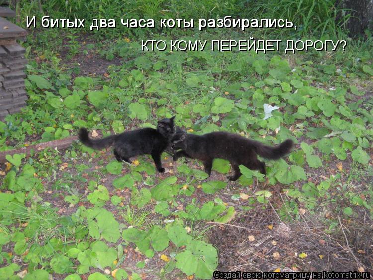 И битых два часа коты разбирались, КТО КОМУ ПЕРЕЙДЕТ ДОРОГУ?... Котоматрица: И битых два часа коты разбирались, КТО КОМУ ПЕРЕЙДЕТ ДОРОГУ?