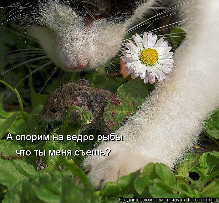А спорим на ведро рыбы что ты меня съешь?... Котоматрица: А спорим на ведро рыбы что ты меня съешь?