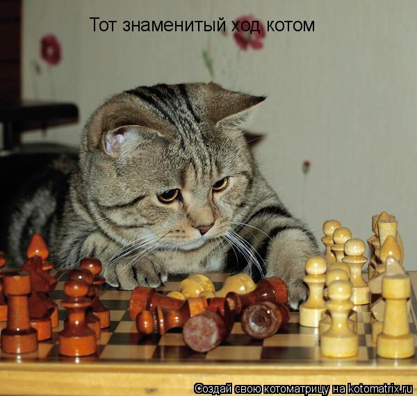 Тот знаменитый ход котом... Котоматрица: Тот знаменитый ход котом