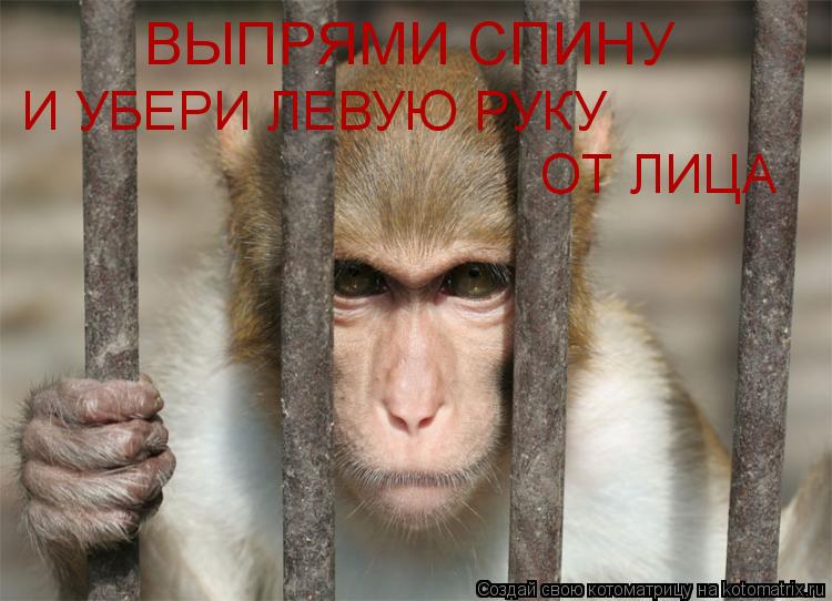 ВЫПРЯМИ СПИНУ И УБЕРИ ЛЕВУЮ РУКУ ОТ ЛИЦА... Котоматрица: ВЫПРЯМИ СПИНУ И УБЕРИ ЛЕВУЮ РУКУ ОТ ЛИЦА