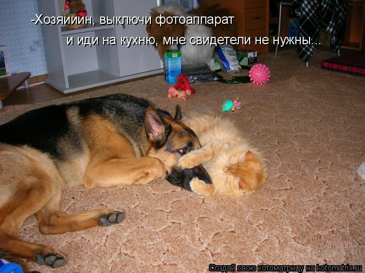 -Хозяииин, выключи фотоаппарат и иди на кухню, мне свидетели не нужны...... Котоматрица: -Хозяииин, выключи фотоаппарат и иди на кухню, мне свидетели не нужны...