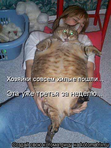 Хозяйки совсем хилые пошли... Эта уже третья за неделю...... Котоматрица: Хозяйки совсем хилые пошли... Эта уже третья за неделю...