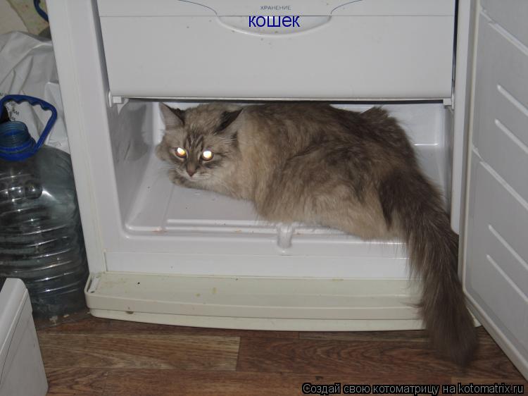 кошек... Котоматрица: кошек
