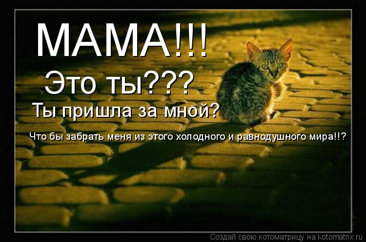 МАМА!!! Это ты??? Ты пришла за мной? Что бы забрать меня из этого холодного и равнодушного мира!!?... Котоматрица: МАМА!!! Это ты??? Ты пришла за мной? Что бы забрать меня из этого холодного и равнодушного мира!!?