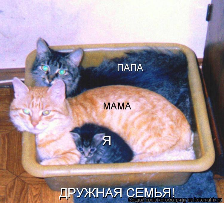 МАМА ПАПА Я ДРУЖНАЯ СЕМЬЯ!... Котоматрица: МАМА ПАПА Я ДРУЖНАЯ СЕМЬЯ!