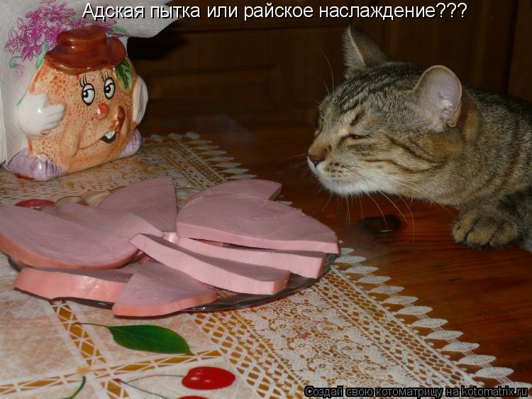 Адская пытка или райское наслаждение???... Котоматрица: Адская пытка или райское наслаждение???