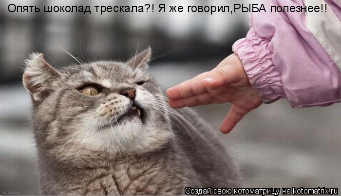 Опять шоколад трескала?! Я же говорил,РЫБА полезнее!!... Котоматрица: Опять шоколад трескала?! Я же говорил,РЫБА полезнее!!