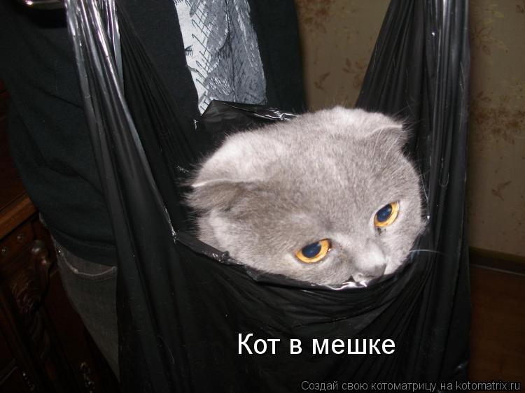 Кот в мешке... Котоматрица: Кот в мешке