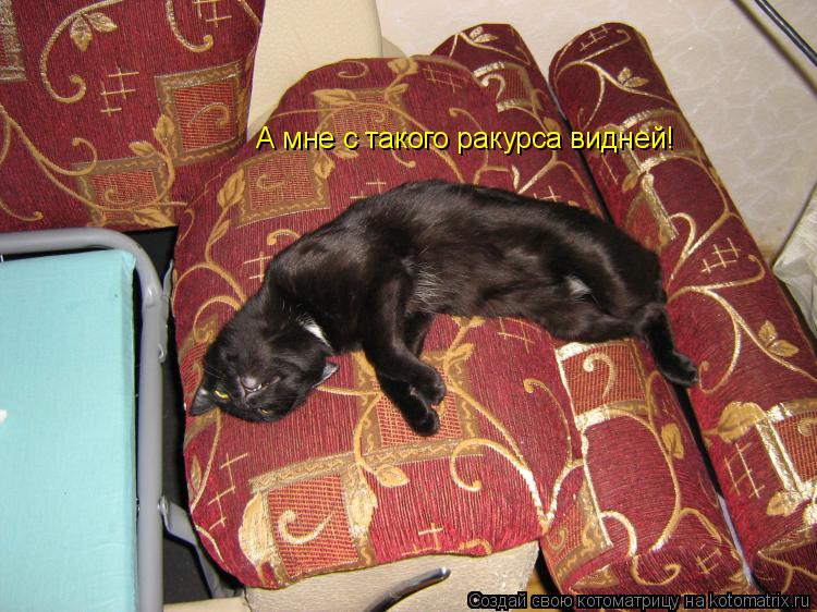 А мне с такого ракурса видней!... Котоматрица: А мне с такого ракурса видней!
