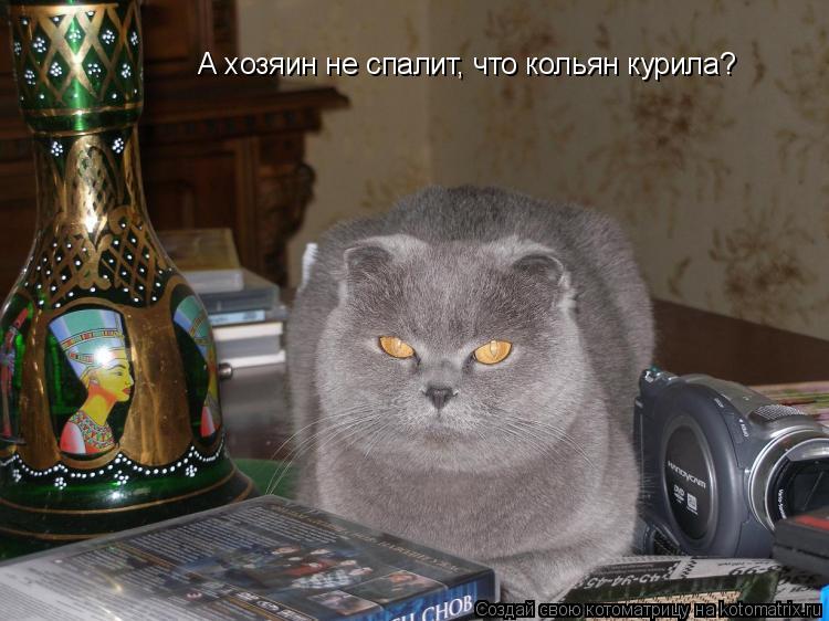 А хозяин не спалит, что кольян курила?... Котоматрица: А хозяин не спалит, что кольян курила?