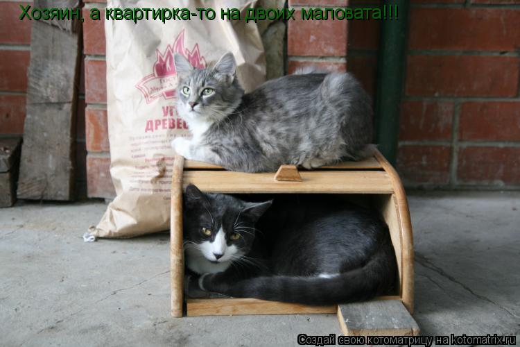 Хозяин, а квартирка-то на двоих маловата!!!... Котоматрица: Хозяин, а квартирка-то на двоих маловата!!!