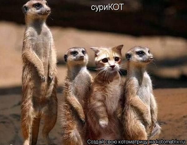 суриКОТ... Котоматрица: суриКОТ