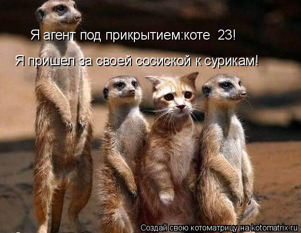 Я агент под прикрытием:коте №23! Я пришел за своей сосиской к сурикам!... Котоматрица: Я агент под прикрытием:коте №23! Я пришел за своей сосиской к сурикам!
