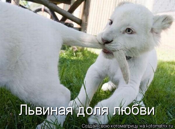 Львиная доля любви... Котоматрица: Львиная доля любви