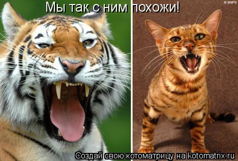 Мы так с ним похожи!... Котоматрица: Мы так с ним похожи!