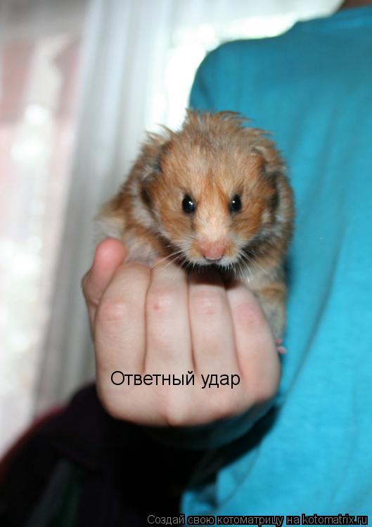 Ответный удар... Котоматрица: Ответный удар