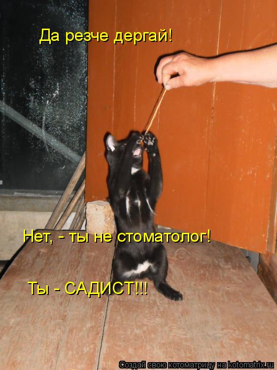 Да резче дергай! Нет, - ты не стоматолог! Ты - САДИСТ!!!... Котоматрица: Да резче дергай! Нет, - ты не стоматолог! Ты - САДИСТ!!!