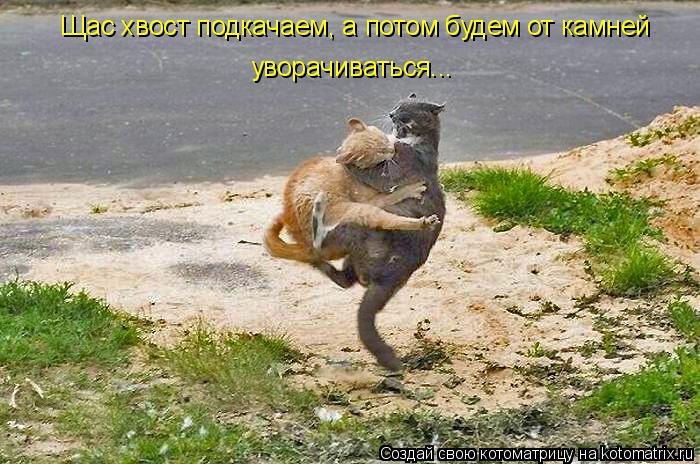 Щас хвост подкачаем, а потом будем от камней уворачиваться...... Котоматрица: Щас хвост подкачаем, а потом будем от камней уворачиваться...