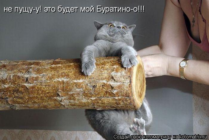 не пущу-у! это будет мой Буратино-о!!!... Котоматрица: не пущу-у! это будет мой Буратино-о!!!