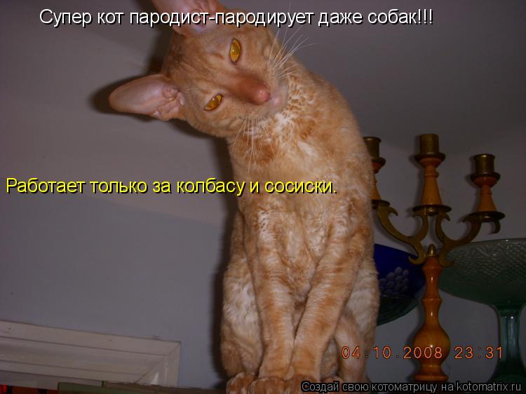 Супер кот пародист-пародирует даже собак!!! Работает только за колбасу и сосиски.... Котоматрица: Супер кот пародист-пародирует даже собак!!! Работает только за колбасу и сосиски.