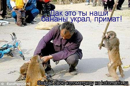 Дак это ты наши бананы украл, примат!... Котоматрица: Дак это ты наши бананы украл, примат!