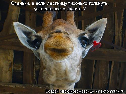Опаньки, а если лестницу тихонько толкнуть, успеешь всего заснять?... Котоматрица: Опаньки, а если лестницу тихонько толкнуть, успеешь всего заснять?
