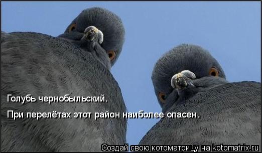 Голубь чернобыльский. При перелётах этот район наиболее опасен.... Котоматрица: Голубь чернобыльский. При перелётах этот район наиболее опасен.