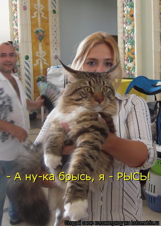 - А ну-ка брысь, я - РЫСЬ!... Котоматрица: - А ну-ка брысь, я - РЫСЬ!