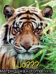 Шо???... Котоматрица: Шо???