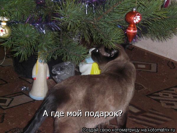 А где мой подарок?... Котоматрица: А где мой подарок?
