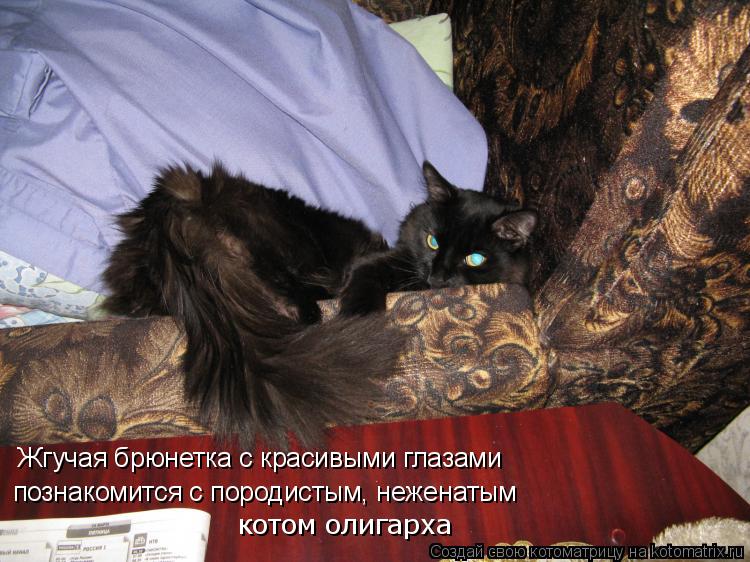 Жгучая брюнетка с красивыми глазами познакомится с породистым, неженатым котом олигарха... Котоматрица: Жгучая брюнетка с красивыми глазами познакомится с породистым, неженатым котом олигарха