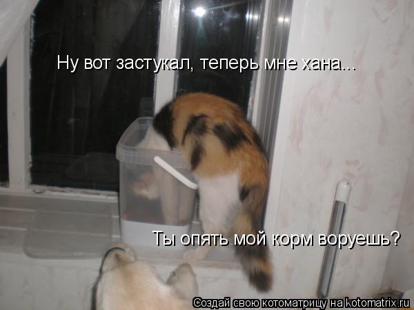 Ну вот застукал, теперь мне хана... Ты опять мой корм воруешь?... Котоматрица: Ну вот застукал, теперь мне хана... Ты опять мой корм воруешь?