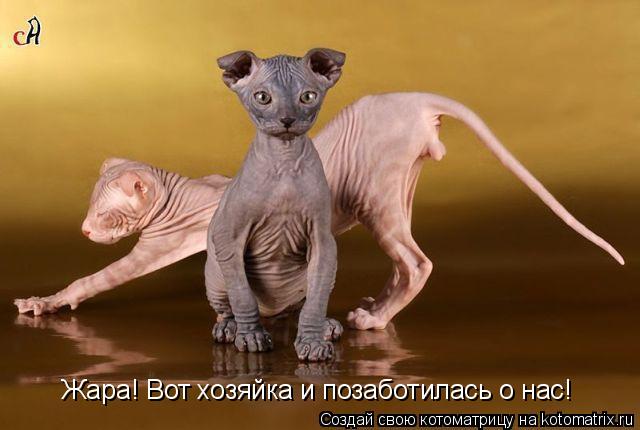 Жара! Вот хозяйка и позаботилась о нас!... Котоматрица: Жара! Вот хозяйка и позаботилась о нас!