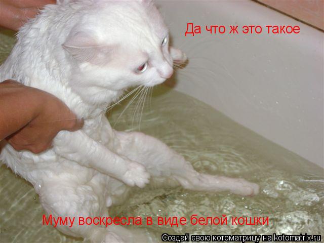 Да что ж это такое Муму воскресла в виде белой кошки... Котоматрица: Да что ж это такое Муму воскресла в виде белой кошки