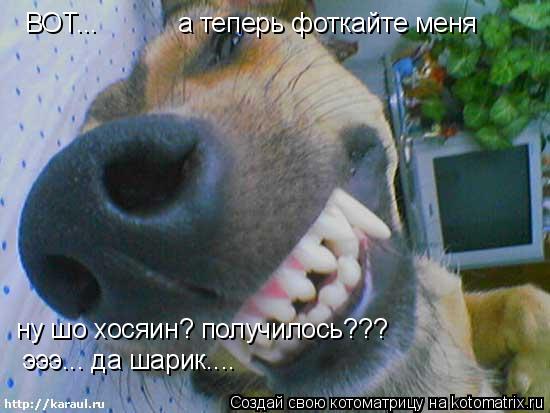 ВОТ... а теперь фоткайте меня ну шо хосяин? получилось??? эээ... да шарик....... Котоматрица: ВОТ... а теперь фоткайте меня ну шо хосяин? получилось??? эээ... да шарик....