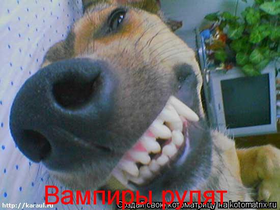 Вампиры рулят... Котоматрица: Вампиры рулят