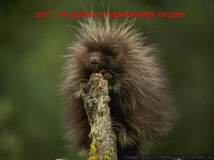 да!!! не удачно к парикмахеру сходил... Котоматрица: да!!! не удачно к парикмахеру сходил