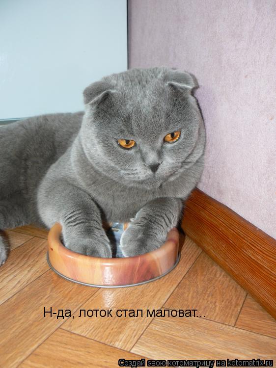 Н-да, лоток стал маловат...... Котоматрица: Н-да, лоток стал маловат...