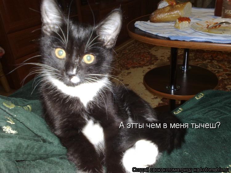 А этты чем в меня тычеш?... Котоматрица: А этты чем в меня тычеш?