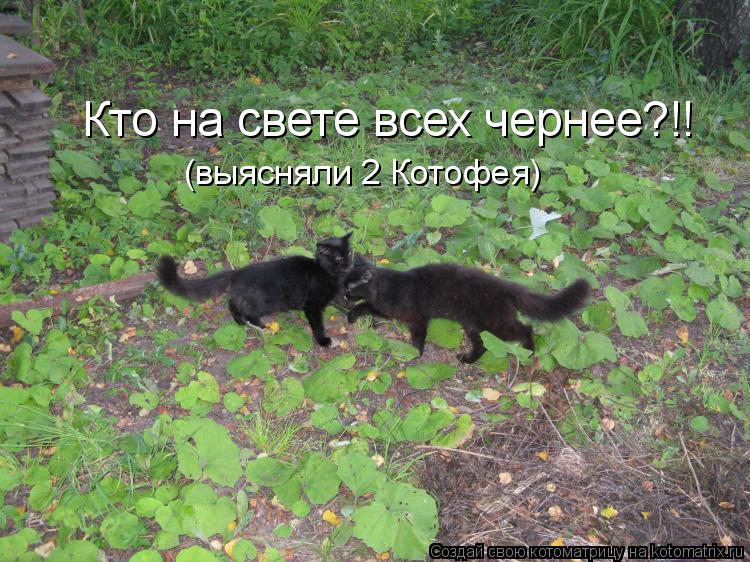 Кто на свете всех чернее?!! (выясняли 2 Котофея)... Котоматрица: Кто на свете всех чернее?!! (выясняли 2 Котофея)