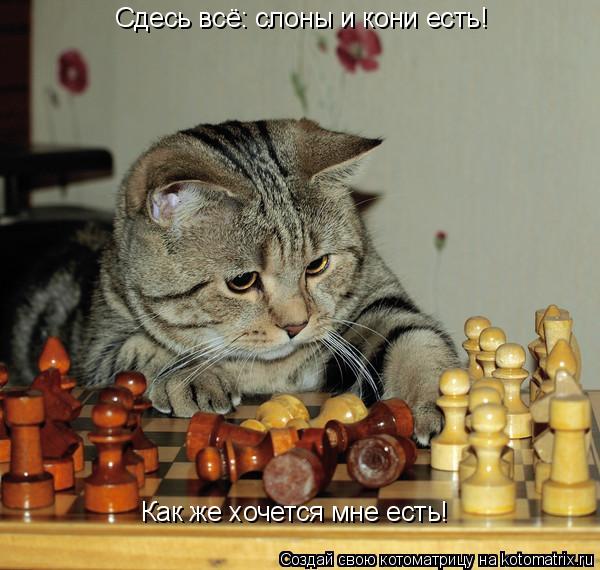 Сдесь всё: слоны и кони есть! Как же хочется мне есть!... Котоматрица: Сдесь всё: слоны и кони есть! Как же хочется мне есть!