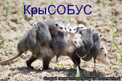 КрыСОБУС... Котоматрица: КрыСОБУС