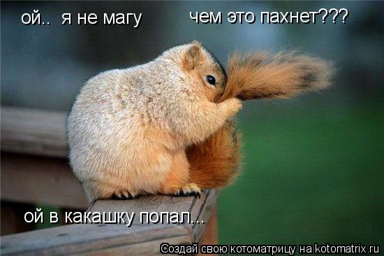 ой.. я не магу чем это пахнет??? ой в какашку попал...... Котоматрица: ой.. я не магу чем это пахнет??? ой в какашку попал...