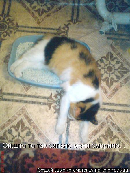 Ой,што то так сильно меня сморило...... Котоматрица: Ой,што то так сильно меня сморило...