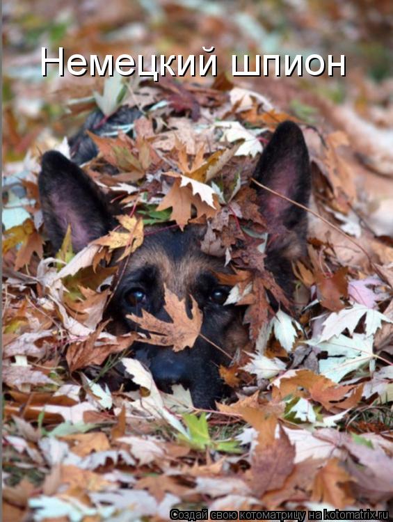 Немецкий шпион... Котоматрица: Немецкий шпион